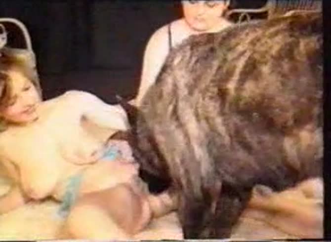 Video :Two kinky ladies sharing dog dick in bestiality threesome 
